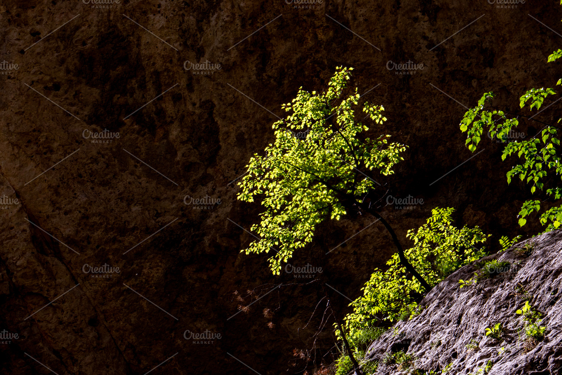 The sun illuminated green bush, a Nature Photo by Schreibikus