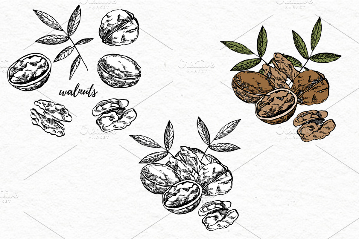 Nuts and snacks, a Food Illustration by Ann Astro (Photo 16 of 24)