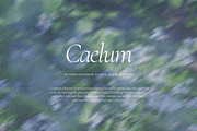 Caelum - Botanical Backgrounds, a Texture Graphic by Watercolor_Ma (Thumbnail 4 of 9)