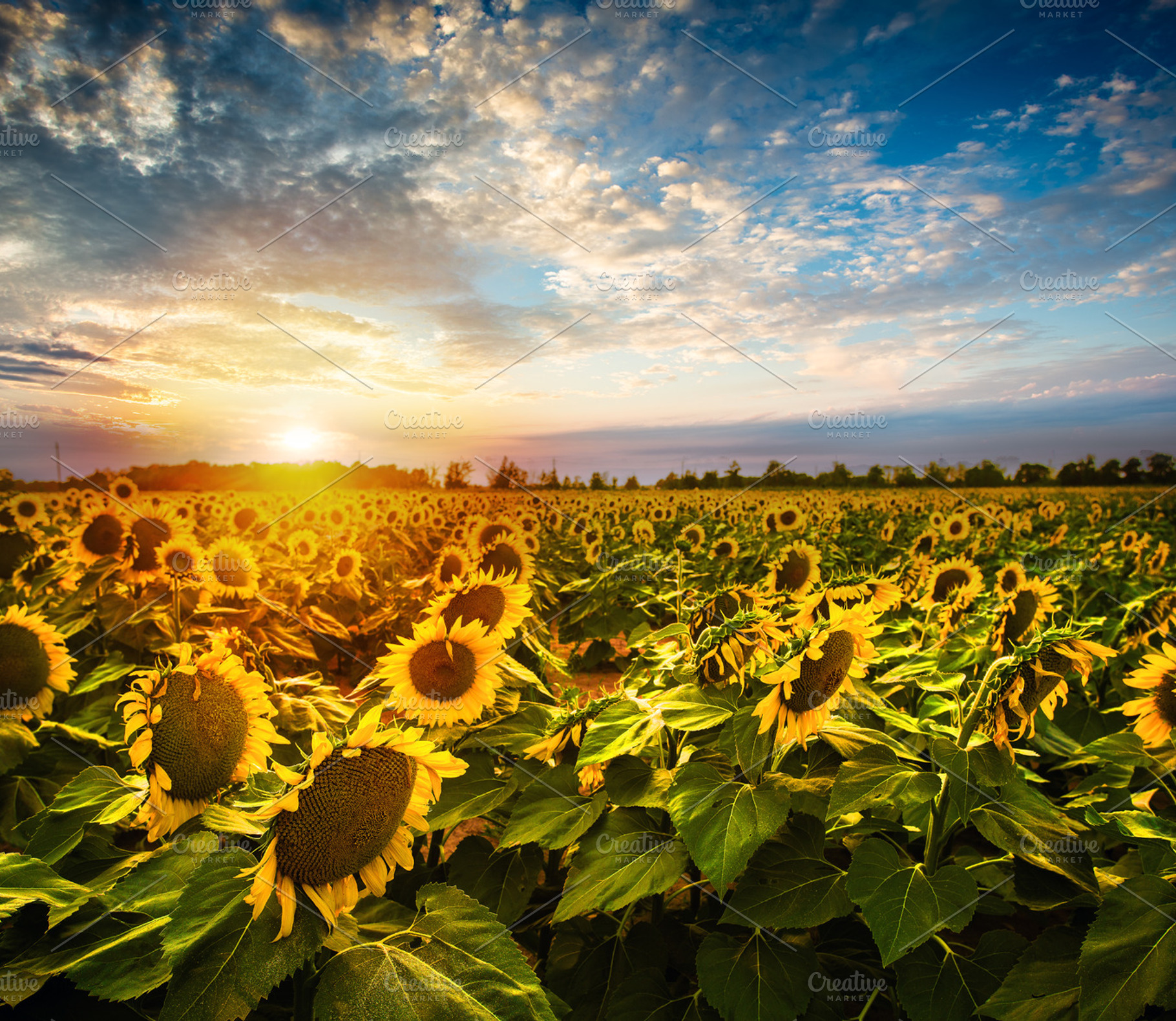 Sunflower field featuring sunflower, sun, and flower, a Nature Photo by ACF Designs