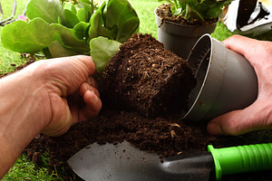 Removing Root Ball from Plastic Pot, a Nature Photo by Davizro's Market