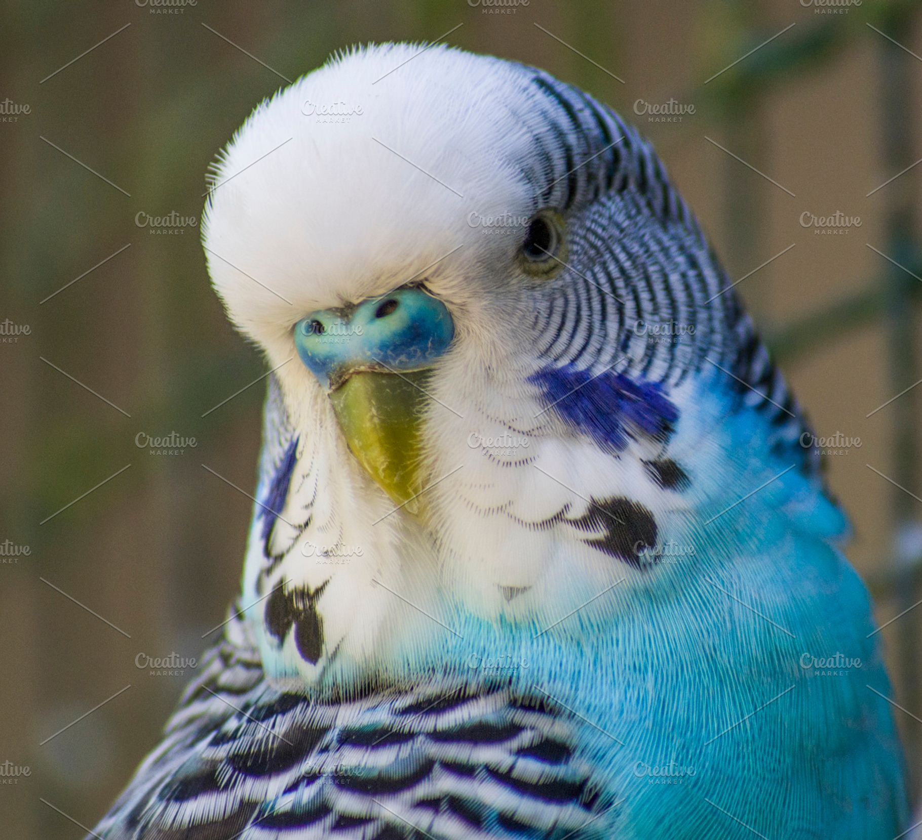 Budgie I, an Animal Photo by Photo shack