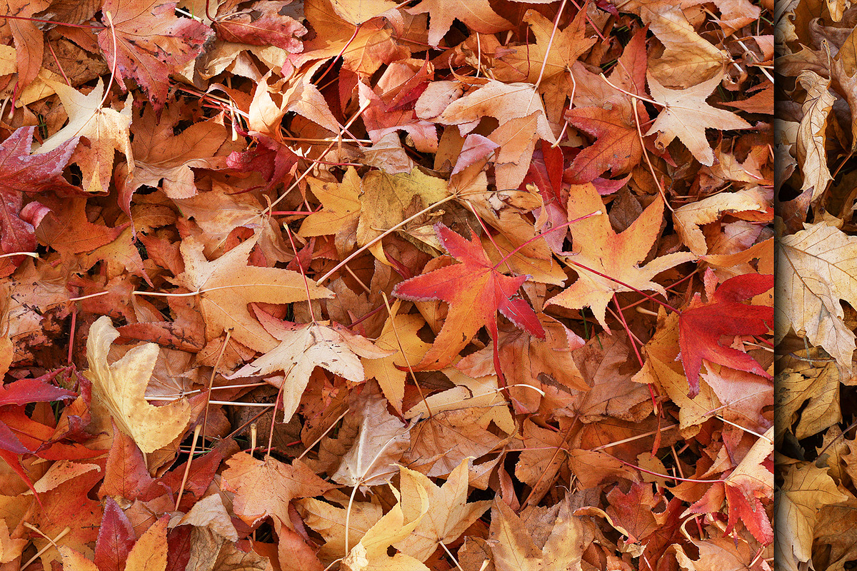 20 Autumn Leaves Texture, a Texture Graphic by CCPreset (Photo 3 of 3)