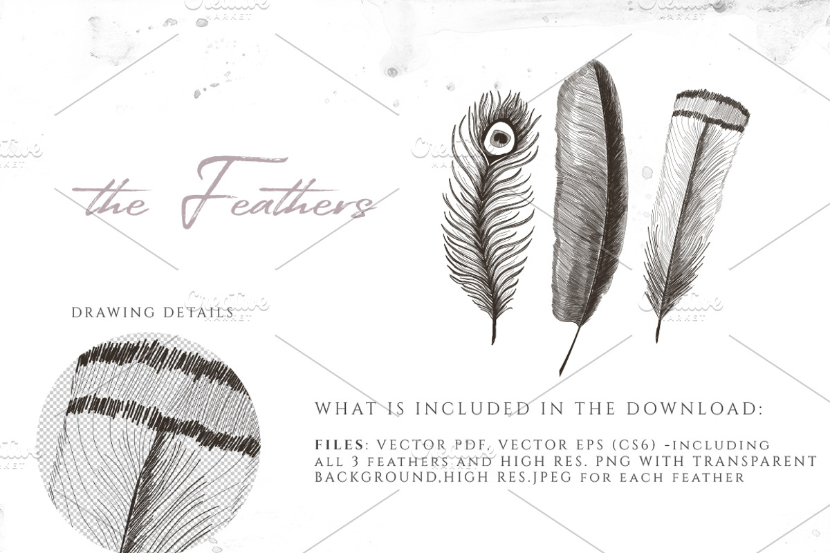 3 FEATHERS ILLUSTRATIONS, an Illustration by Friendly Label (Photo 2 of 2)