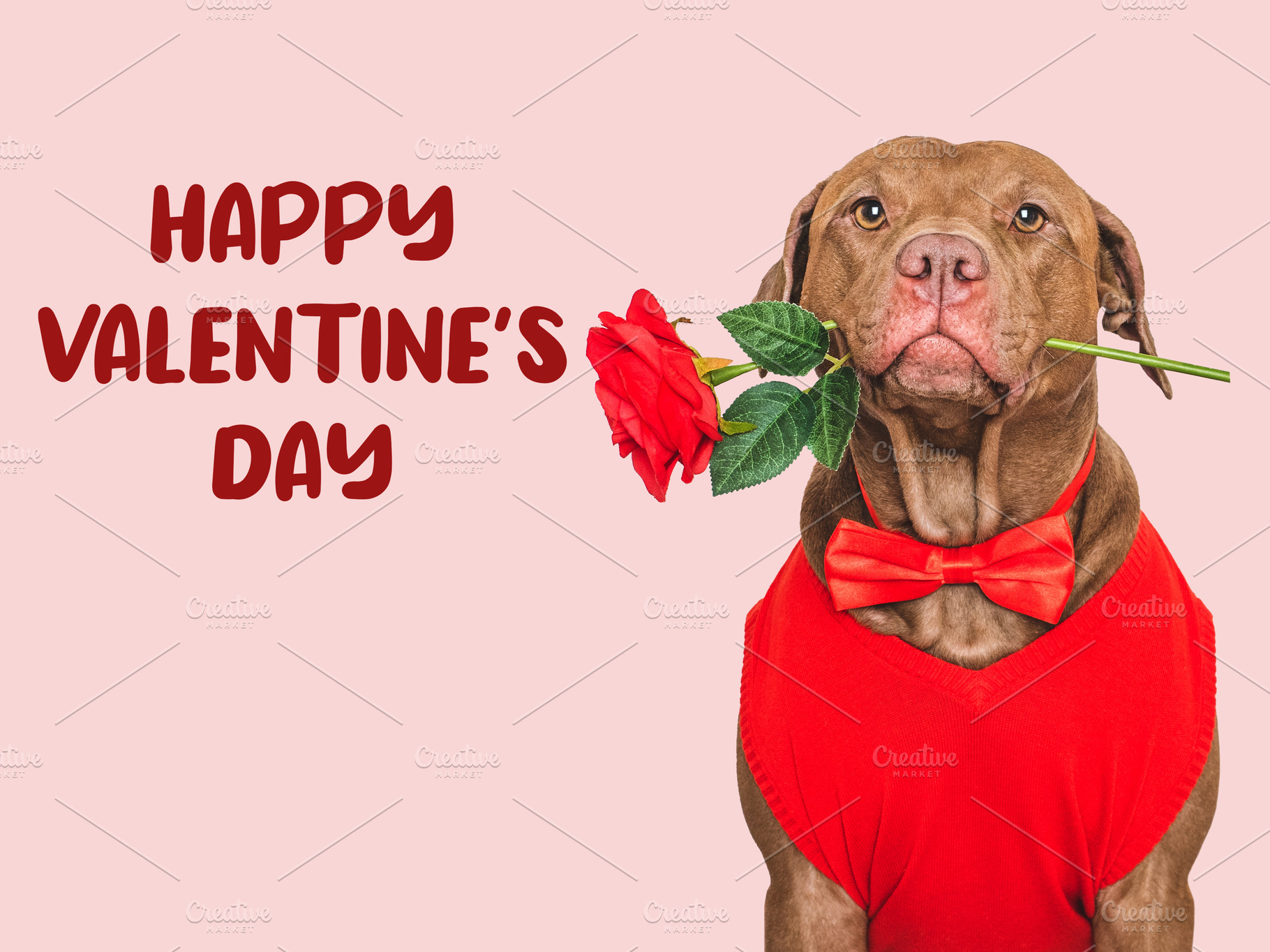 Happy Valentine's Day. Lovable dog and congratulatory inscription, an Animal Photo by Svetlana Barchan