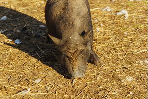 A small pig digs through the soft, an Animal Photo by darksoul72