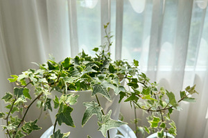 English ivy variegated in the white, a Nature Photo by ArtBackground