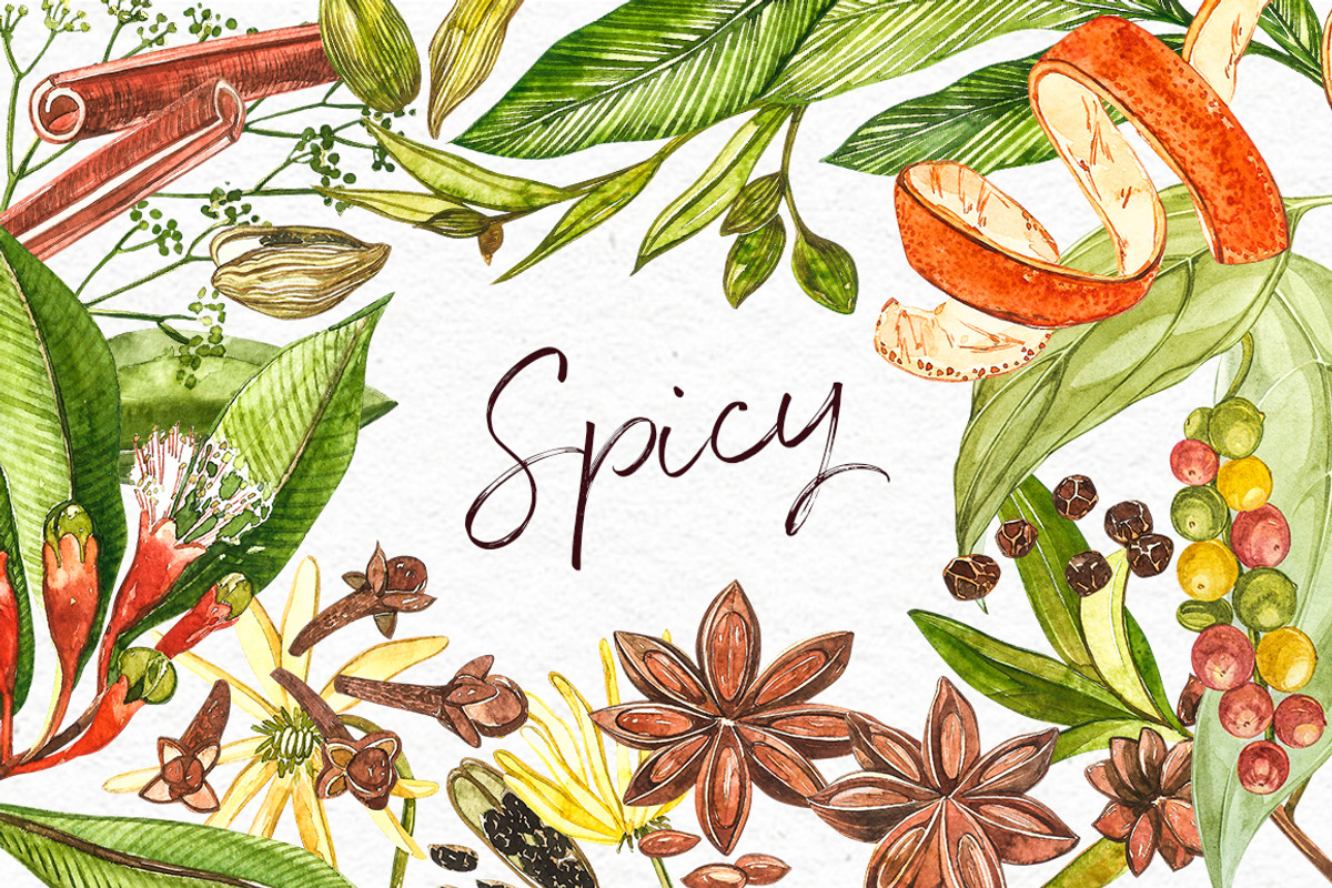 Star anise, Cinnamon, Cardamon, a Food Illustration by Ann Astro (Photo 1 of 6)