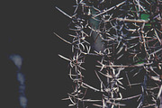 iseeyouphoto NATUREBACKGROUNDS, a Templates & Theme by ISEEYOUPATTERN (Thumbnail 4 of 4)