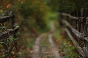 Fall Path Digital Backdrop, a Layer Style Add-On by Wild Honey Design Co. (Thumbnail 2 of 2)