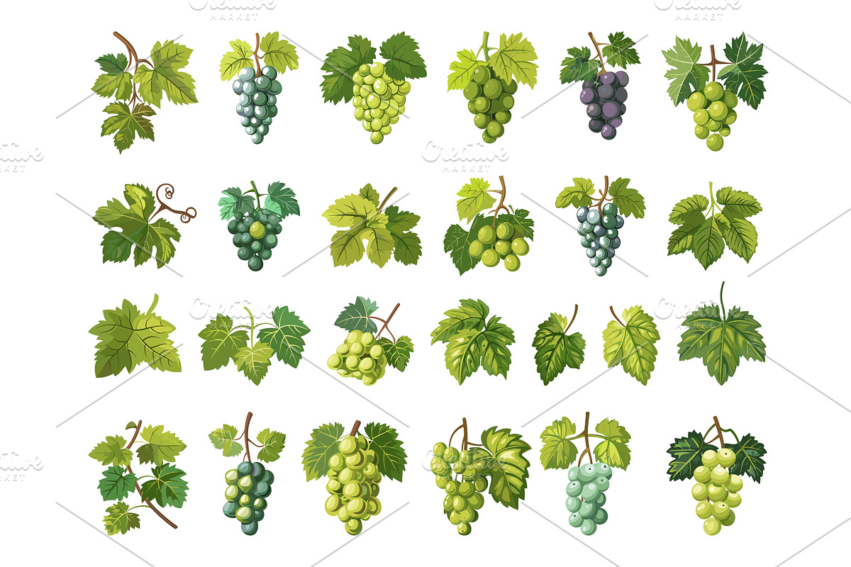 Cartoon Grape Leaves and Branches, a Food Illustration by LadadikArt