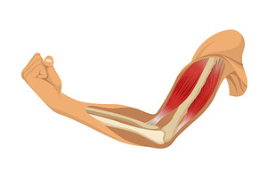Arm muscle biceps with, a Sport Illustration by Things for designers