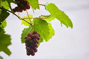 Ripe red grapes hanging on vine against bright sky with copy space photo. Close