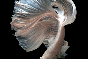 Siamese fighting fish betta fine art featuring action aggressive animal