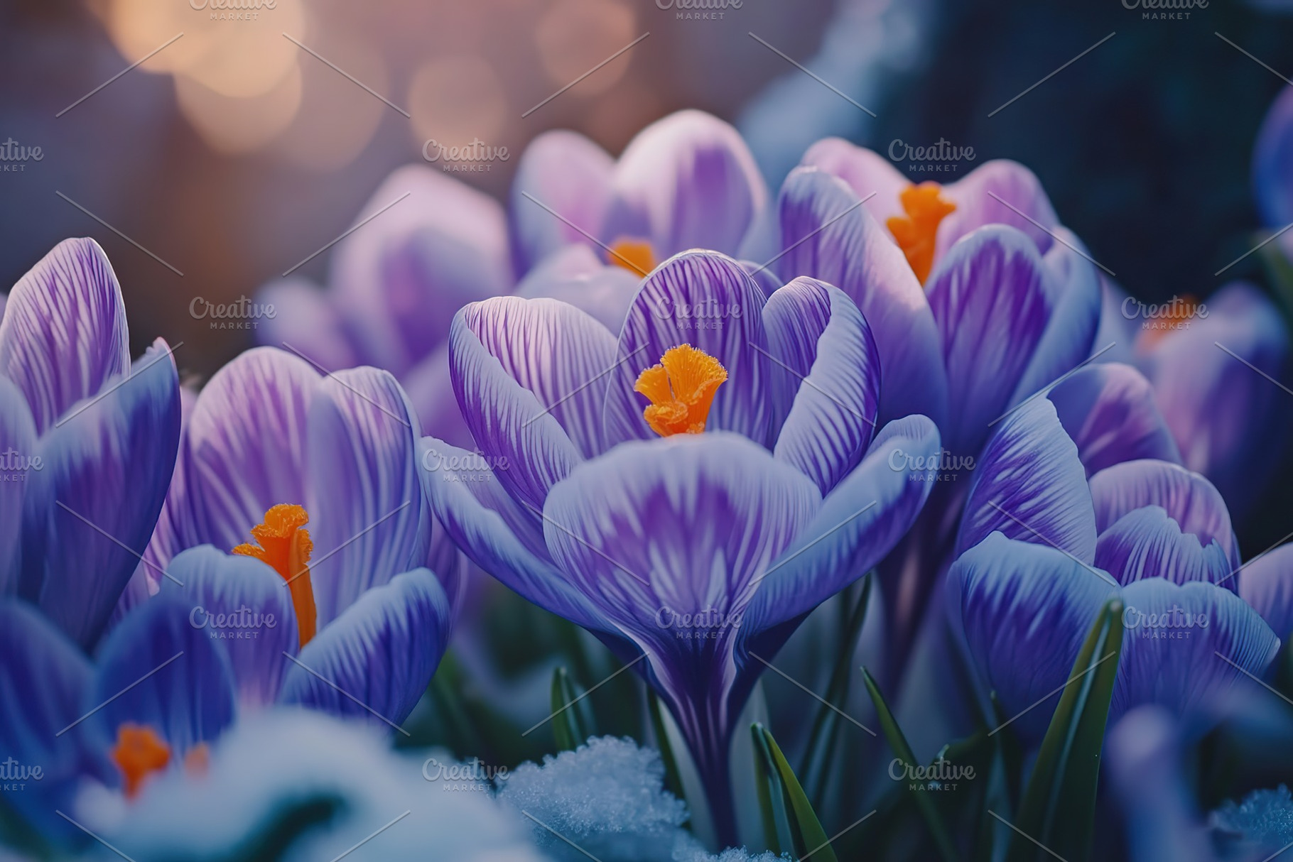Spring crocus flowers with sun rays, a Nature Photo by AlyaAnd
