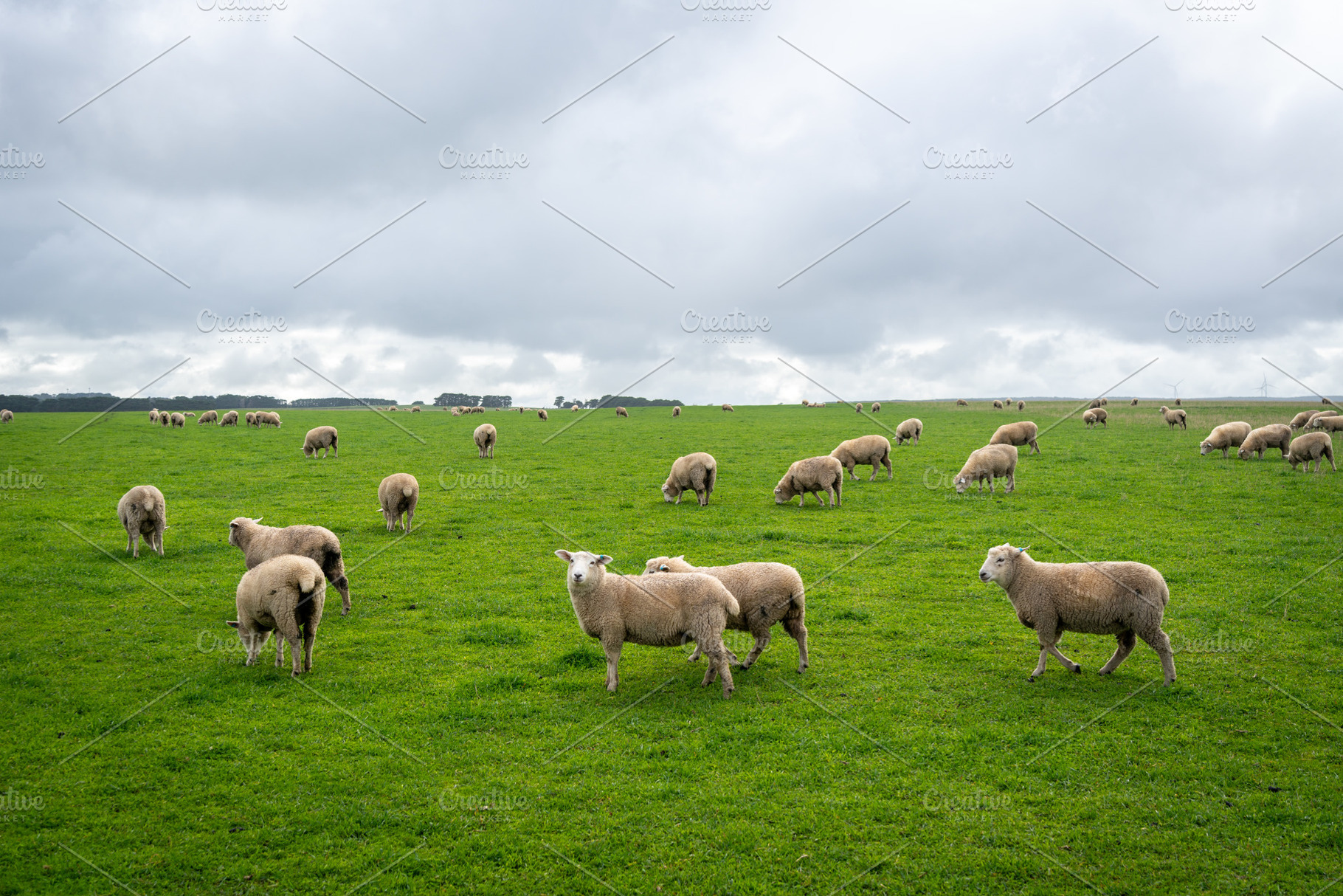 Grazing sheep in a green field near Twelve Apostles, Great Ocean, an Animal Photo by GoodGoods