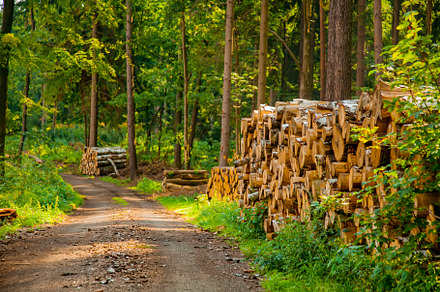View on logs in a forest, Sudetes, Poland, a Nature Photo by Masson Simon