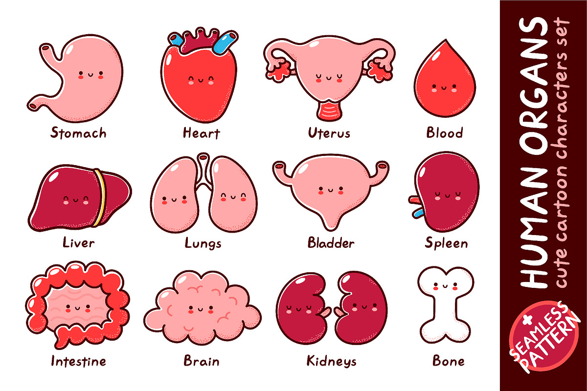 Cute human organs set, an Education Illustration by Slavko Kahovsky (Photo 1 of 3)