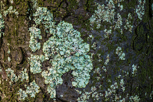 tree bark texture with lichen