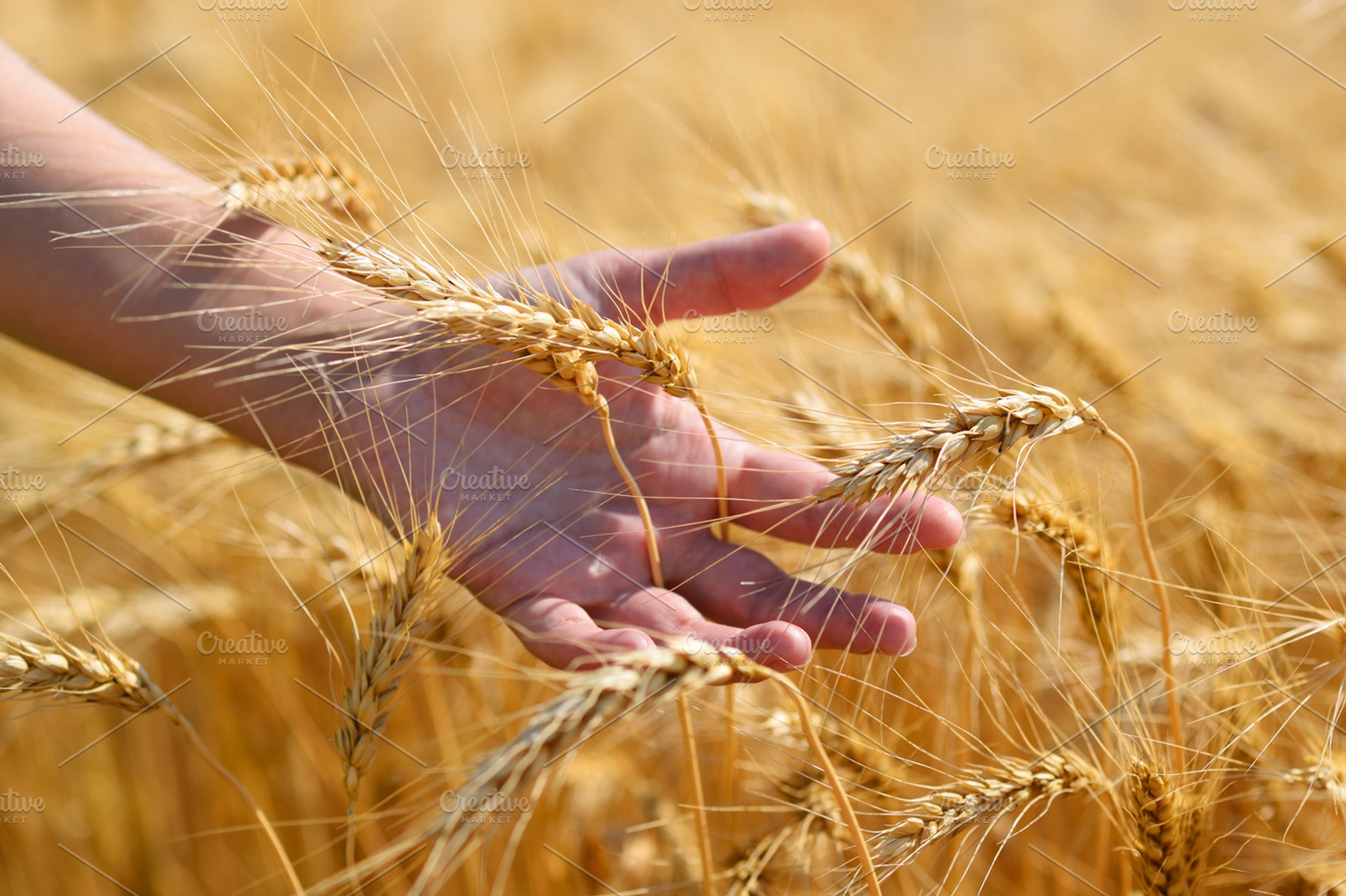 Wheat ears in hand