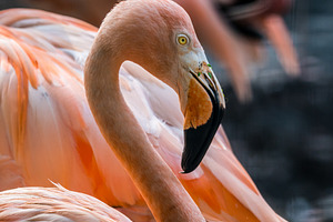 Flamingo birds close up containing africa, animal, and background