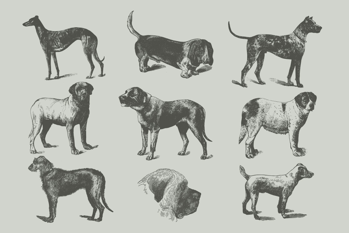 Vintage Bundle 2500+ Free Update, an Animal Illustration by Retro Machine (Photo 104 of 170)