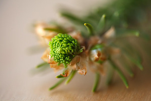 Macro shot of a young spruce tree bud opening. Close-up of a coniferous bud wit, a Nature Photo by Rohan Photography