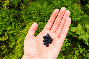 Hand holding fresh blueberries in a green garden scene in Zakopane Poland, a Nature Photo by AS photostudio
