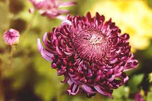 Big Purple Flower