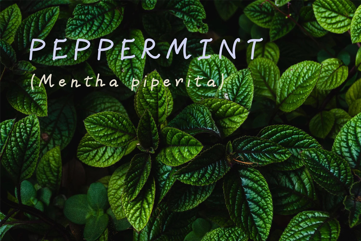 Valerie Handwritten Font, a Handwritten Font by Sense Library (Photo 4 of 9)