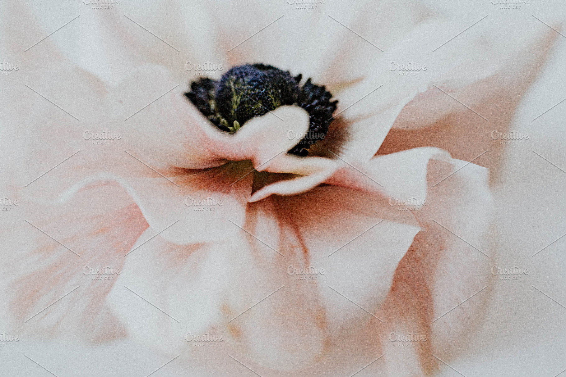 Pink Anemone, a Nature Photo by ashleyschulman