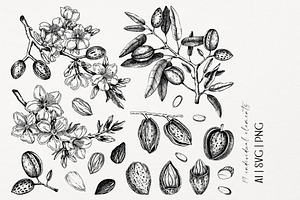 Vintage Almond Nut Vectors & Designs