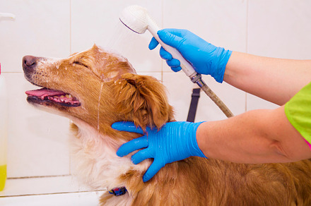 Bathing the dog in the barber shop featuring dog, barbershop, and pet