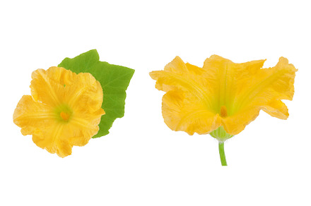 Yellow pumpkin or zucchini flower, a Food & Drink Photo by NataPhoto
