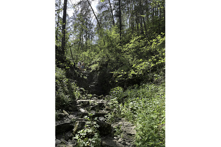 A beautifully serene forest, an Animal Photo by Media Whale Stock