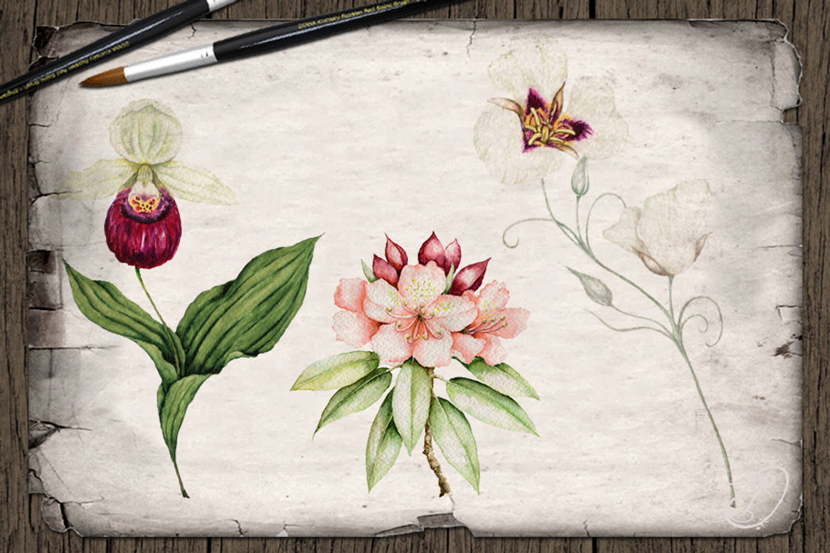 US State Flowers Part 4 Illustration, a Decorative Illustration by DioFlow (Photo 3 of 4)