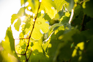 Vine #1