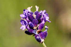A detailed shot of a vibrant lavender flower, highlighting its rich purple hues, a Nature Photo by Rohan Photography