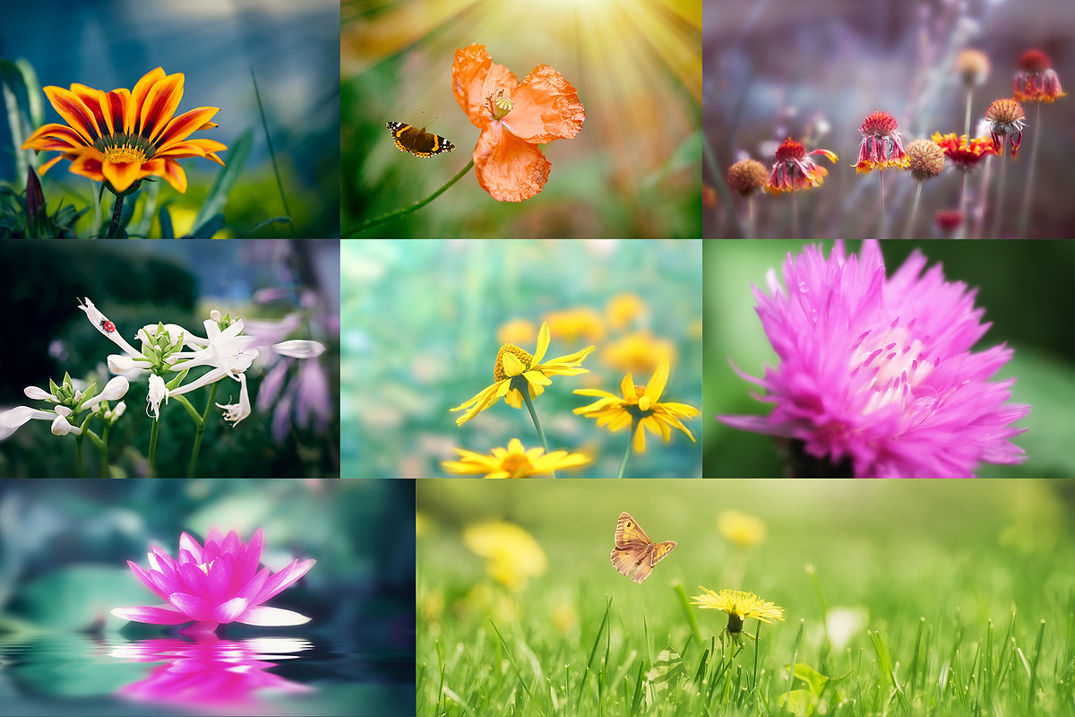 Flower collection 100 photos, a Nature Photo by Vladimir Kazimirov (Photo 8 of 14)