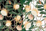 Watercolor Queen of the night flower, a Pattern Graphic by ramika (Thumbnail 2 of 4)