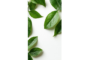 Fresh green leaves with dew on white, a Nature Photo by Lermont51