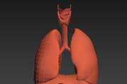 Lungs animated, a Characters & Person 3D Model by konstantin.ermolaev (Thumbnail 8 of 13)