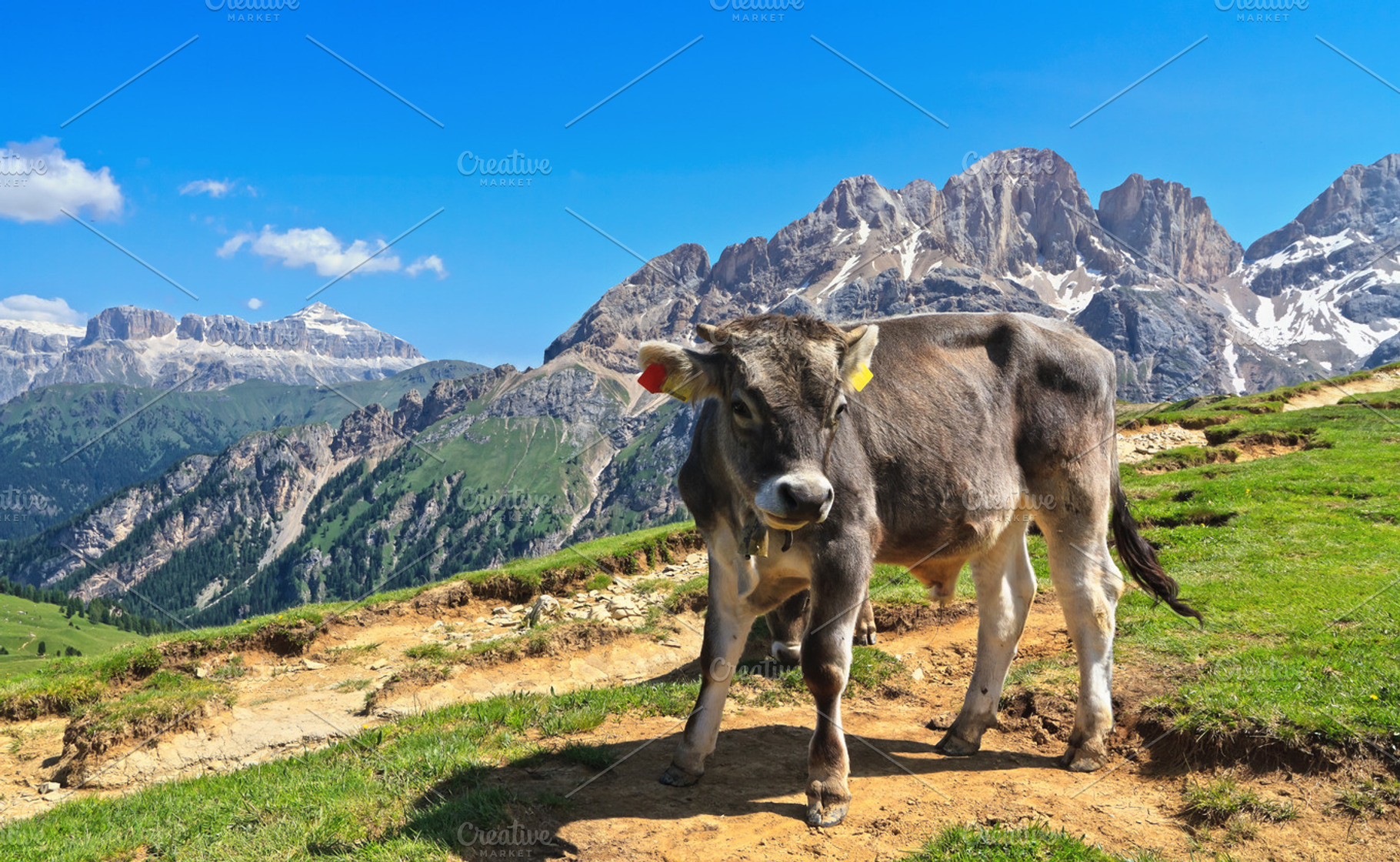 calf on Alpine pasture, an Animal Photo by Antonio-S