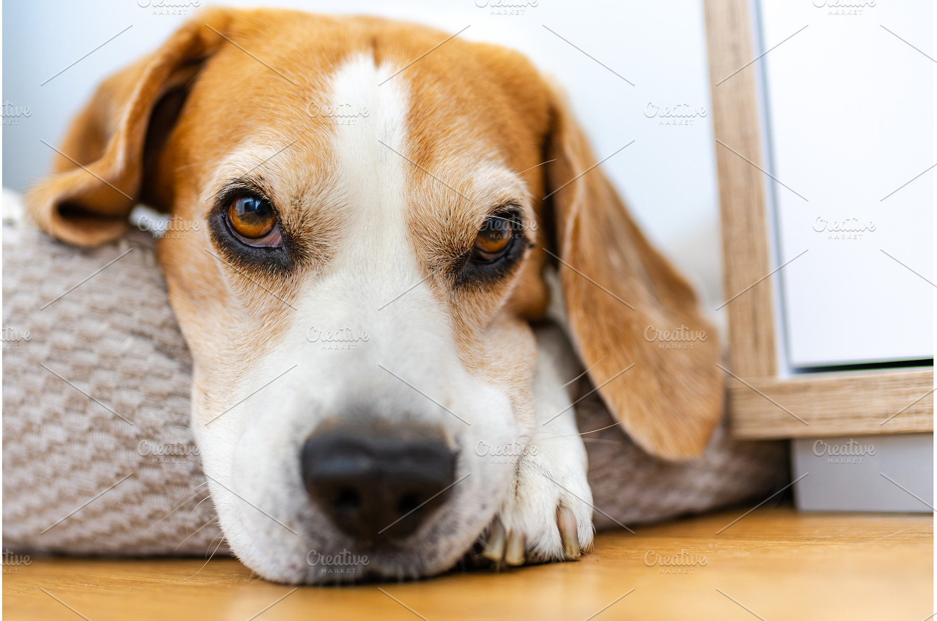 Adult male beagle dog sleeping on, an Animal Photo by MadPhotos