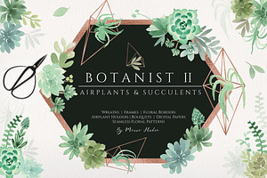 Botanist II - Airplants & Succulents