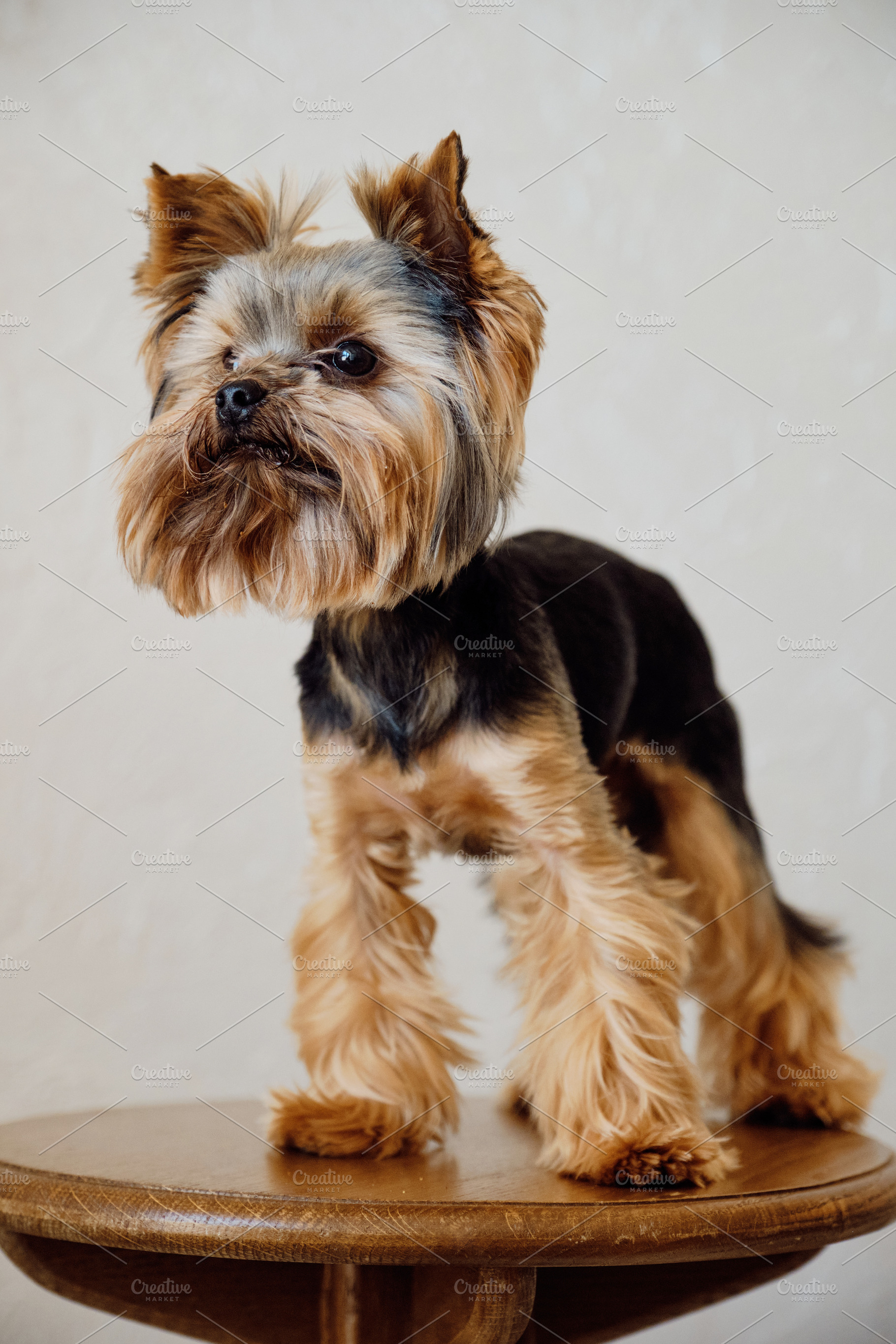 Cute Yorkshire terrier dog standing on a wooden stool in studio. Small groomed, an Animal Photo by Rohan Photography
