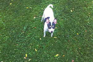 Cute Dog Looking Up