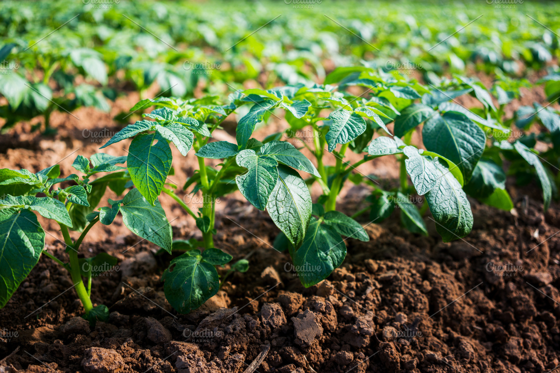 Potato plant in the field featuring potato, agriculture, and agronomy, a Food & Drink Photo by Nednapa