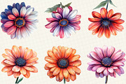 African Daisy Flower Bloom Clipart, an Illustration by OK Design (Thumbnail 2 of 5)