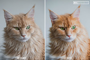 10 CAT Lightroom Presets, a Preset Add-On by MaPresets (Thumbnail 5 of 15)